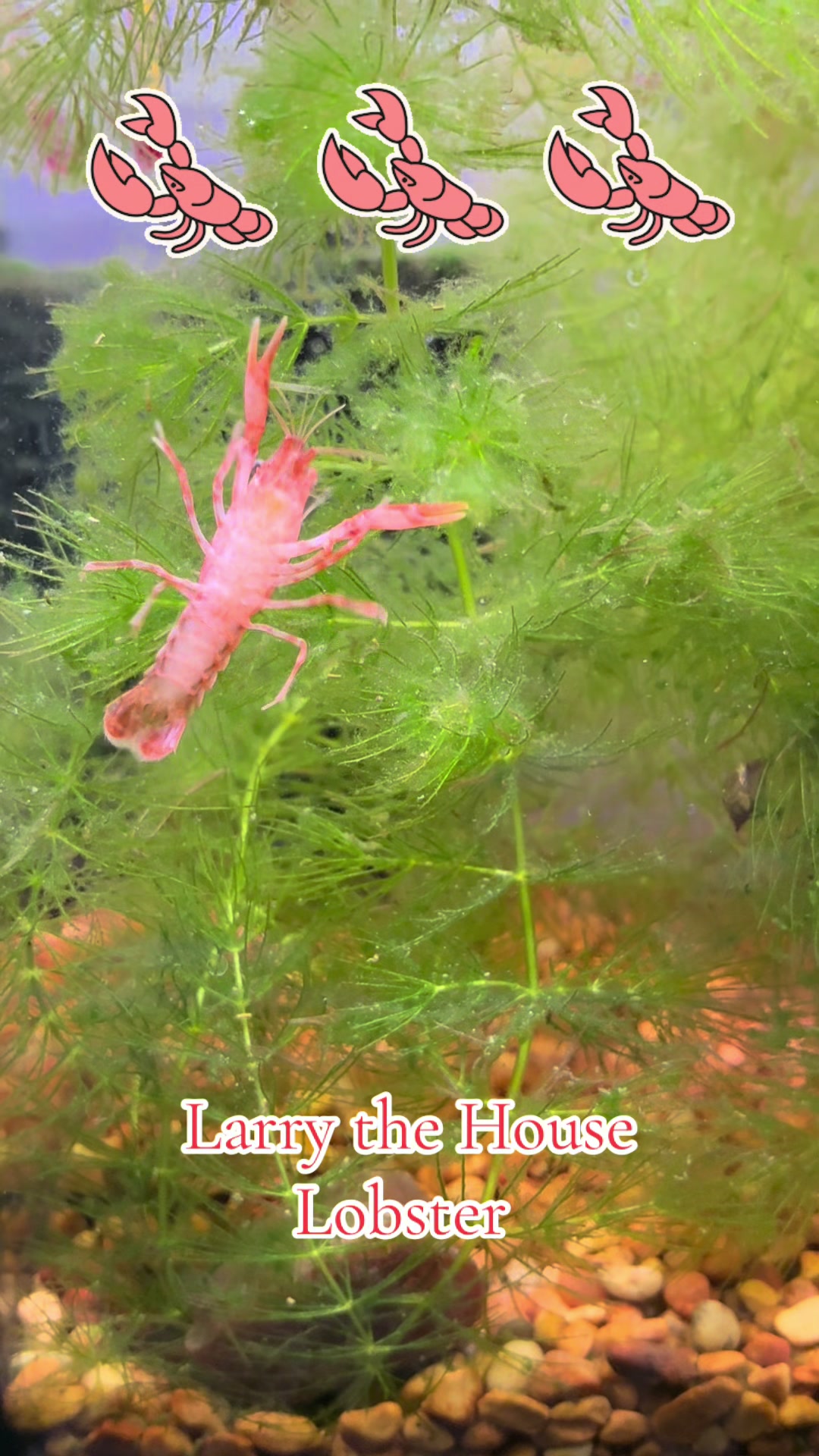 @Larry the House Lobster