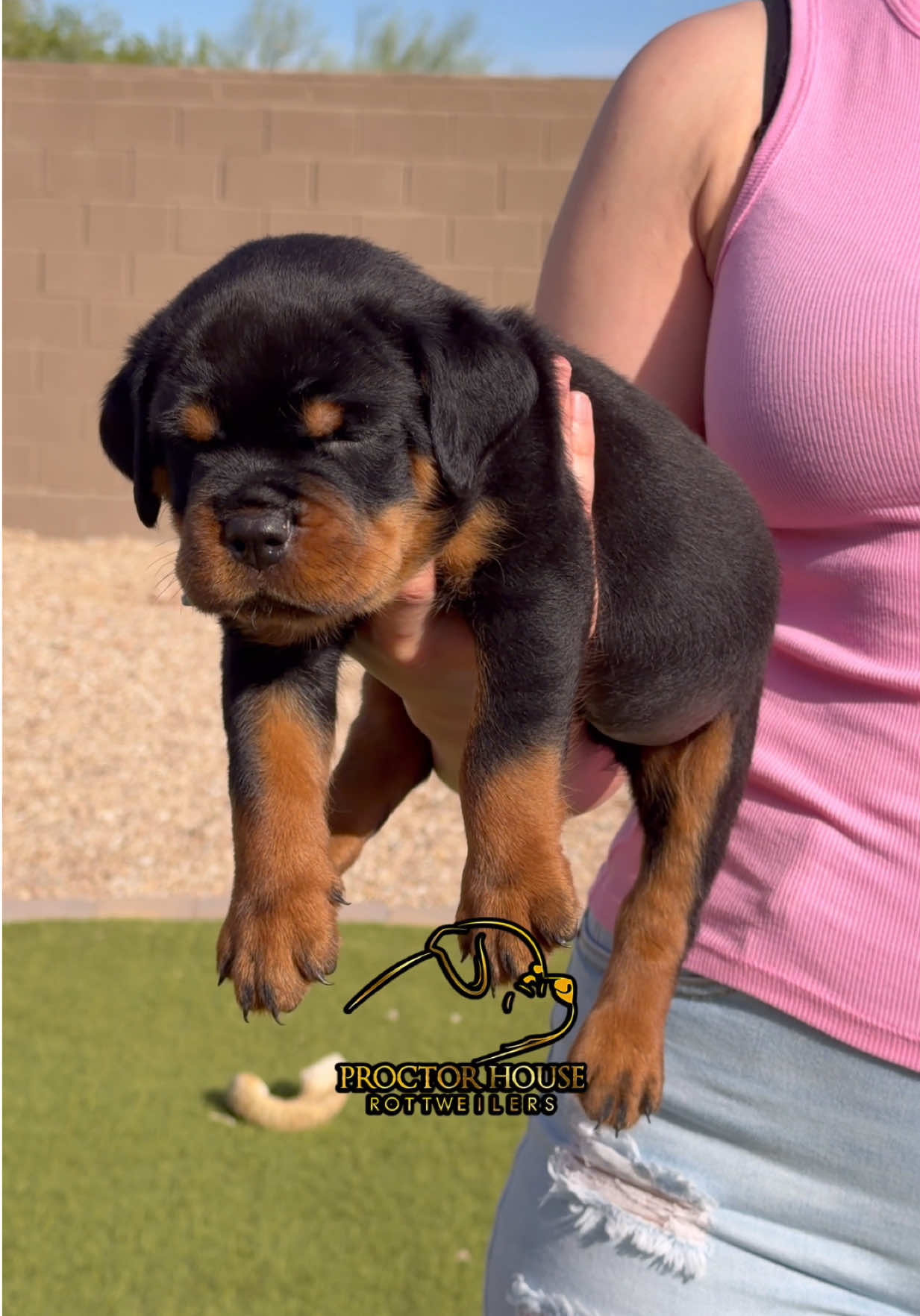 @Proctor House Rottweilers