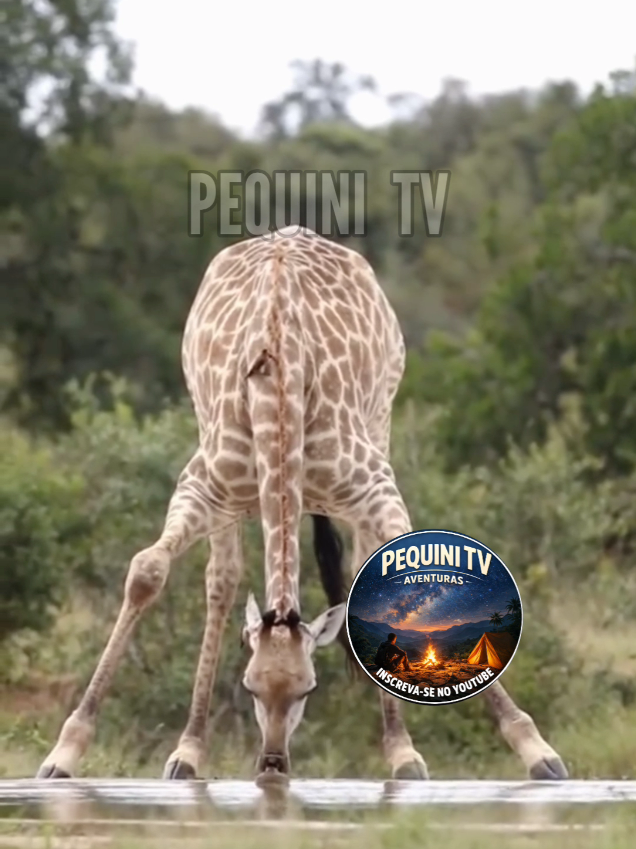@PEQUINI TV
