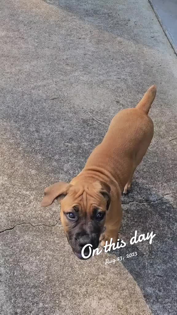 @Southern Shade Boerboels