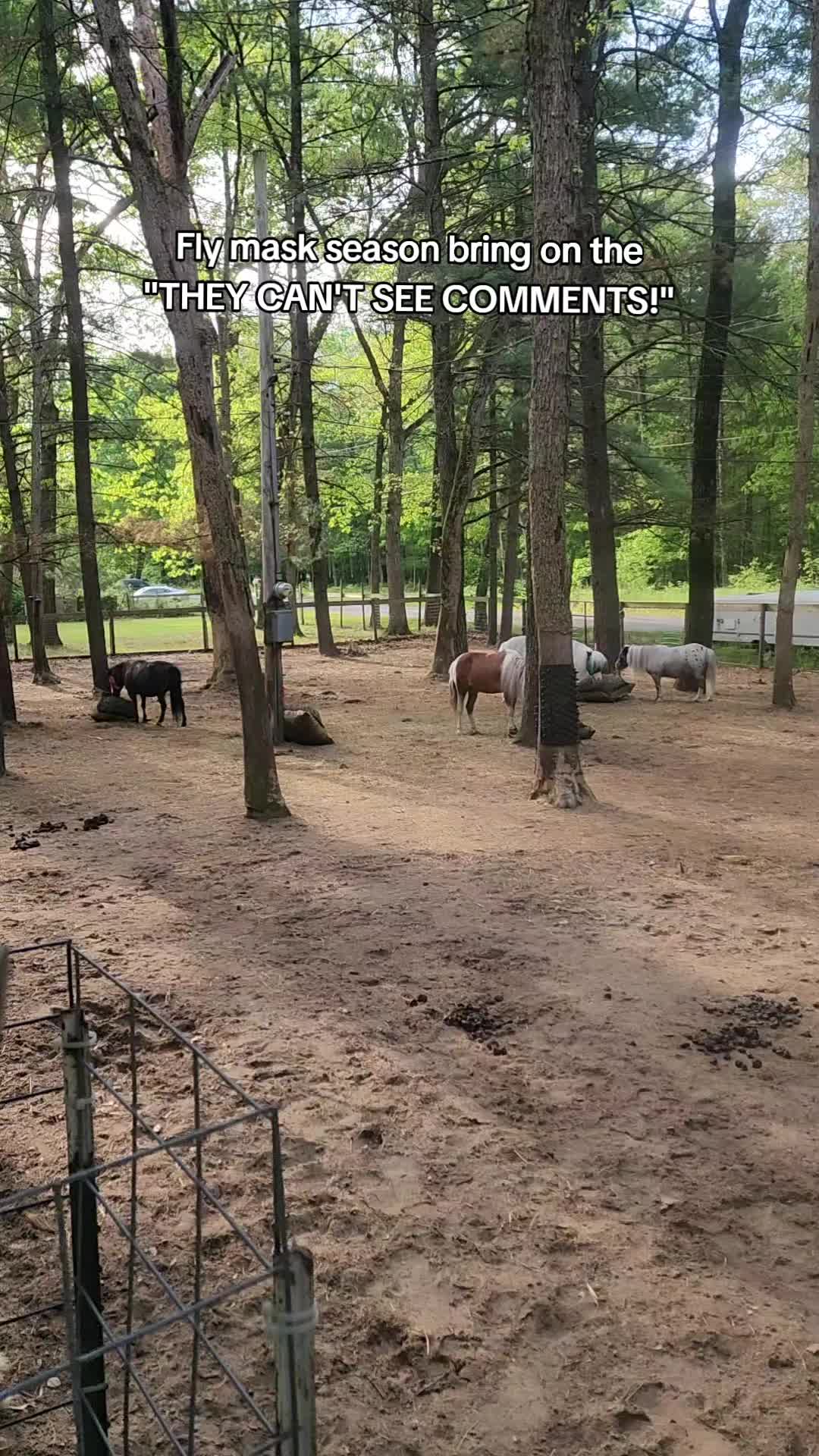 @minihorsemomandtrainer🐴🐴🐴🐴
