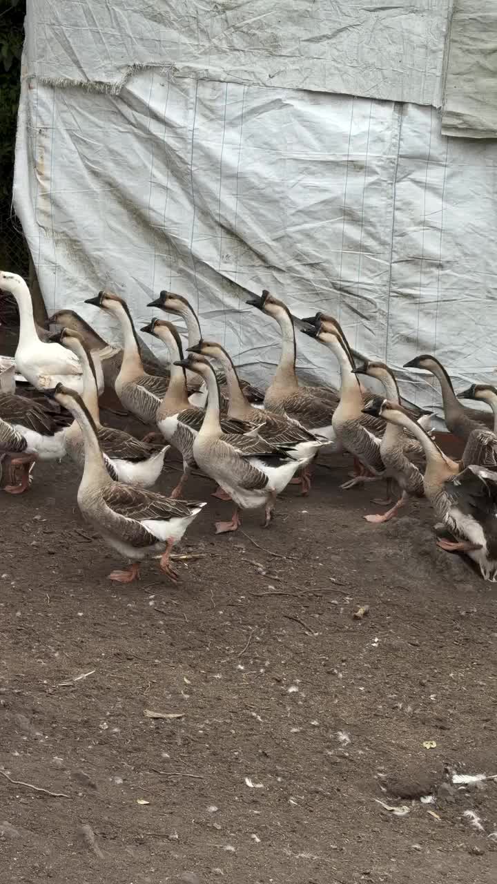 @SMART ORNAMENTAL FARM