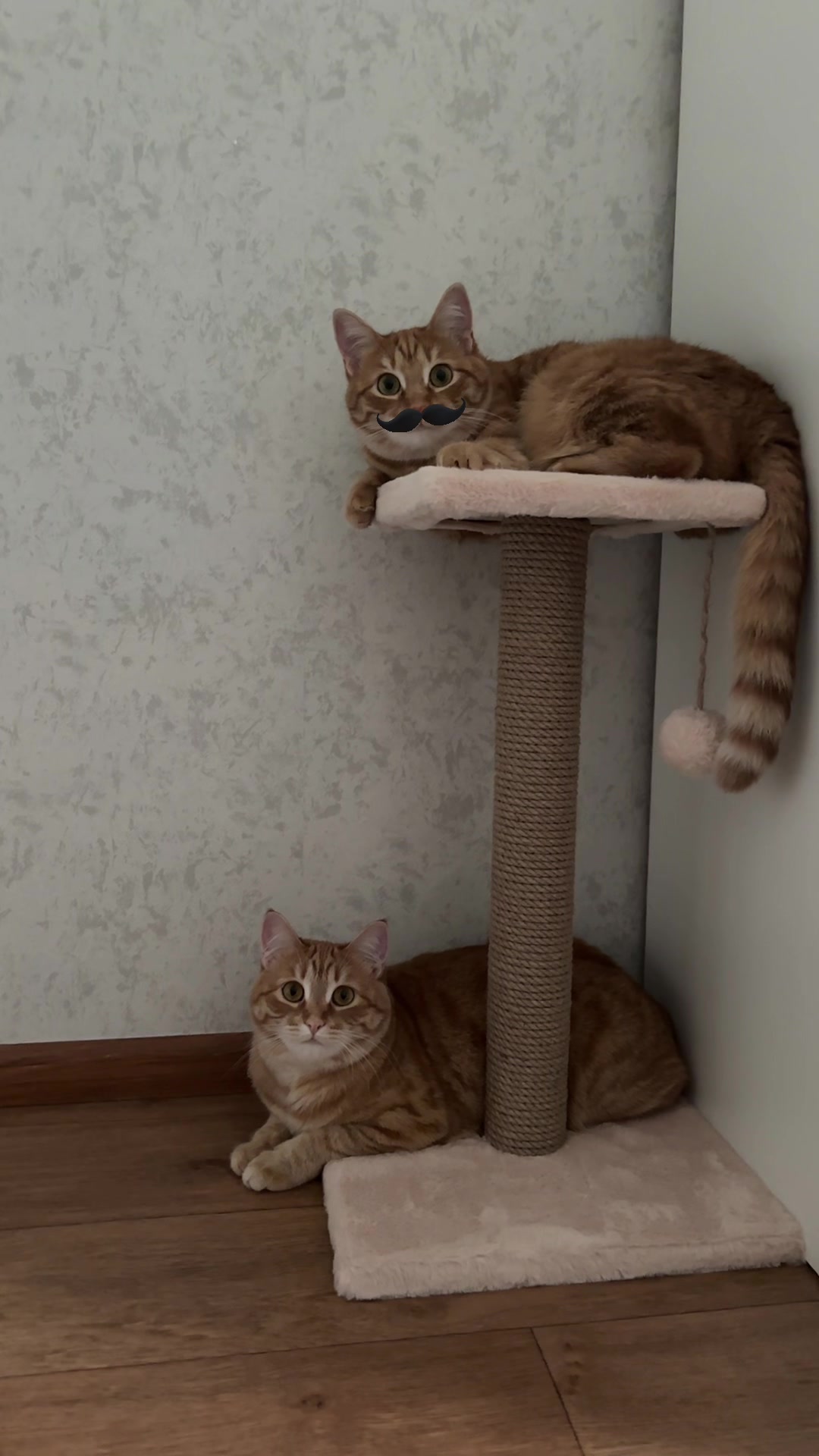 @Eva🐾Mira