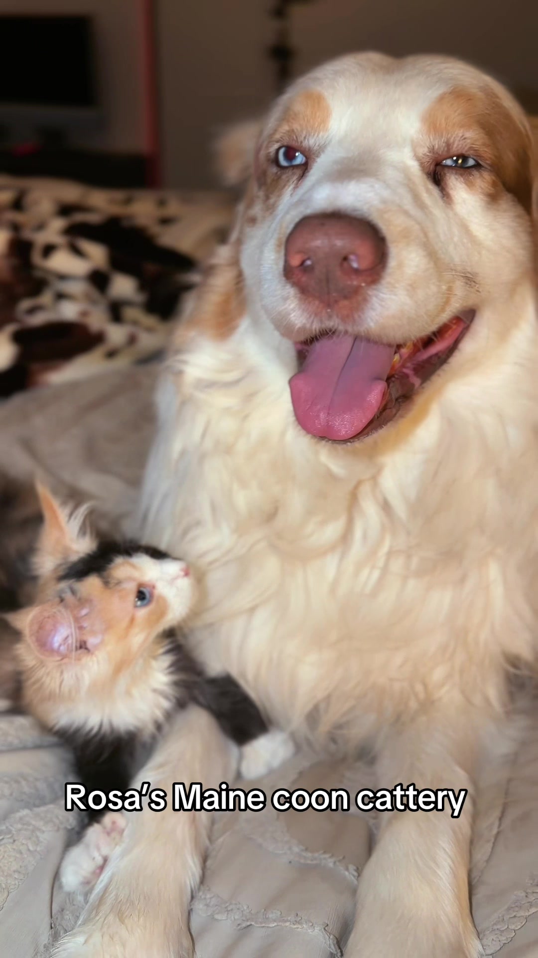@Rosa’s maine coon in Texas🧛