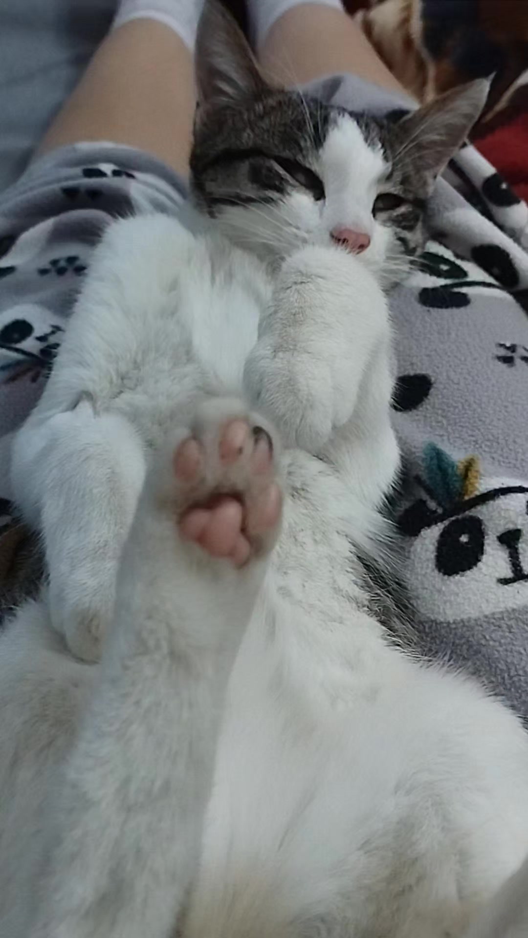 @🐾