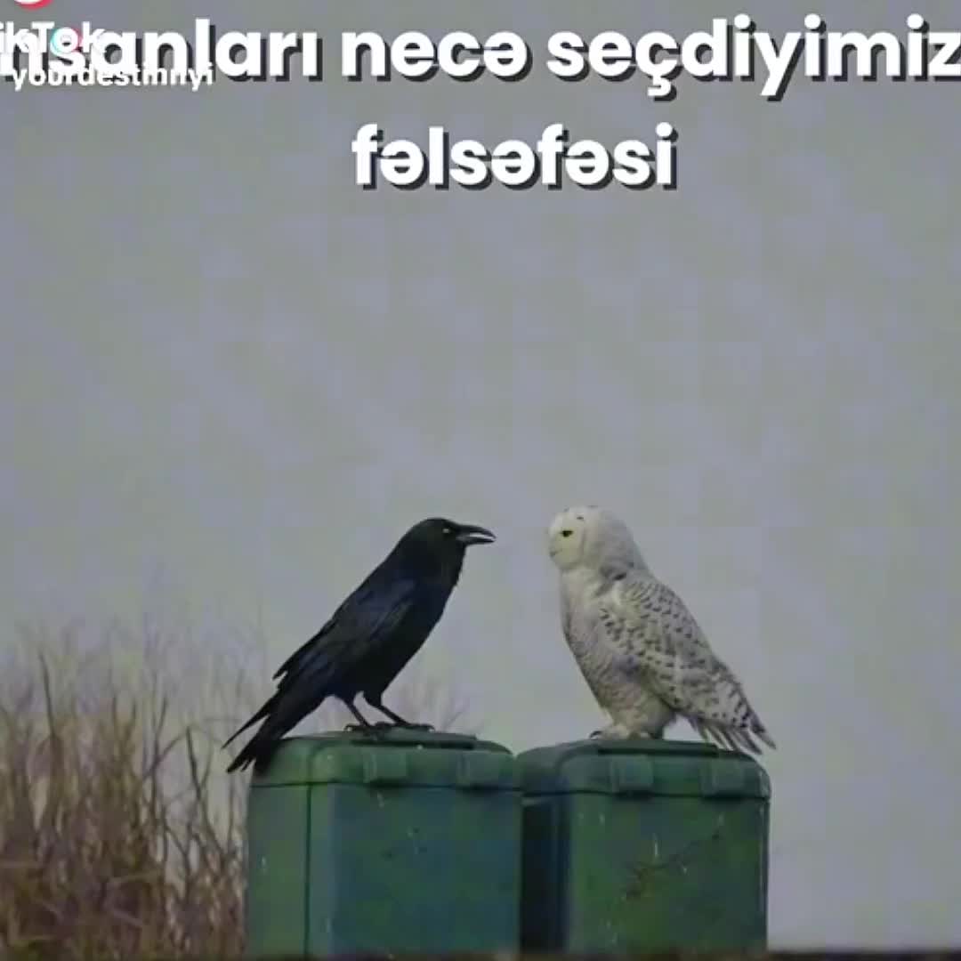 @Dr Benjamin Karimov