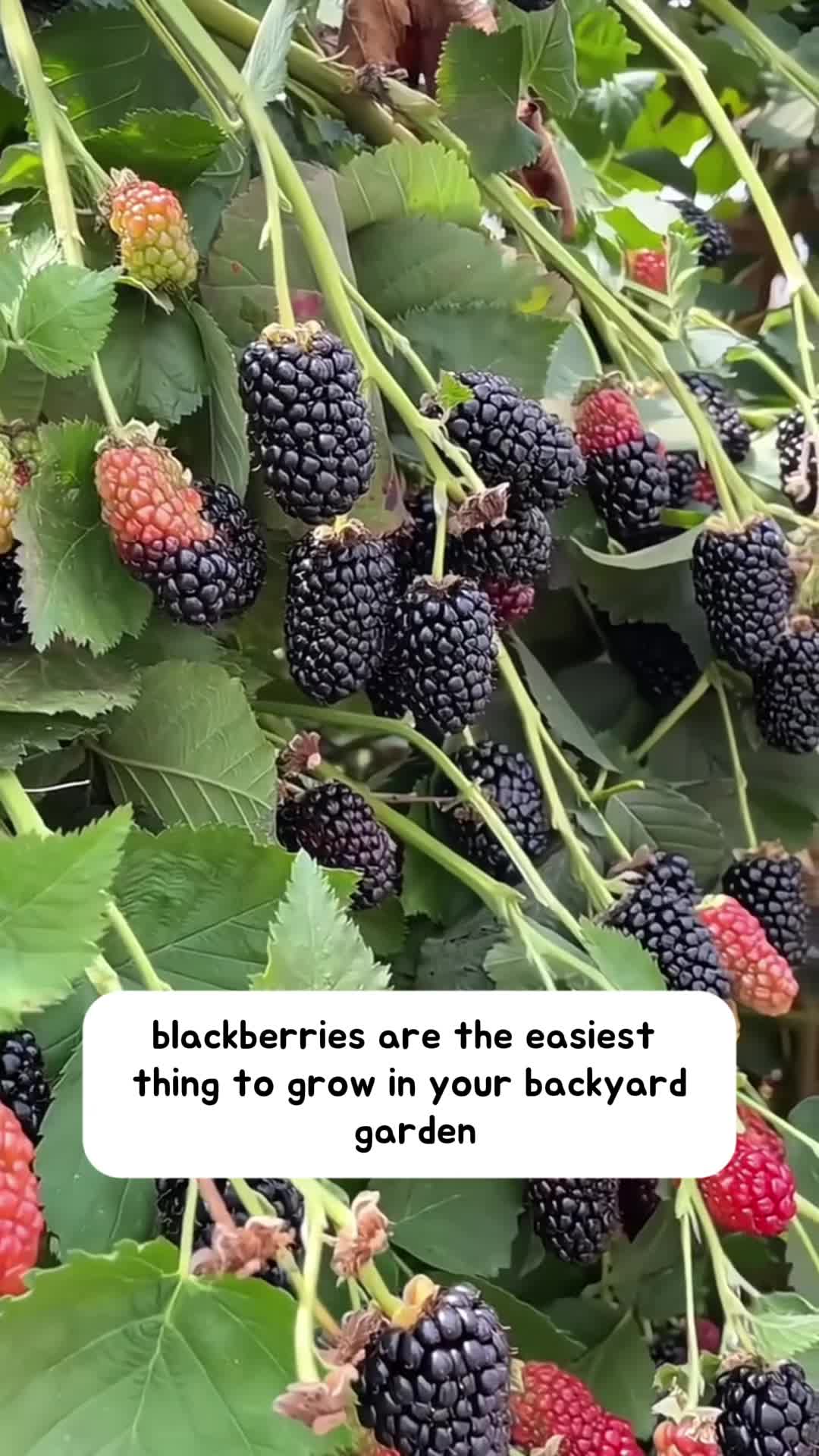 @1