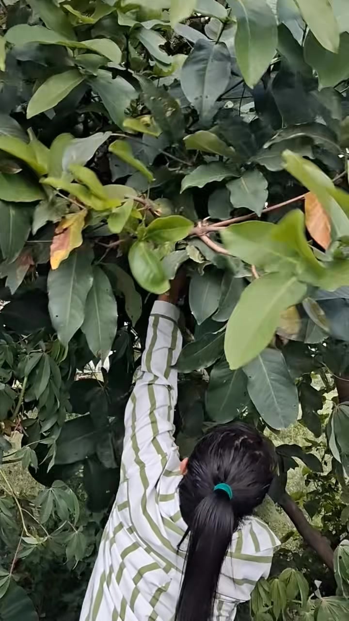 @Puja Pulami
