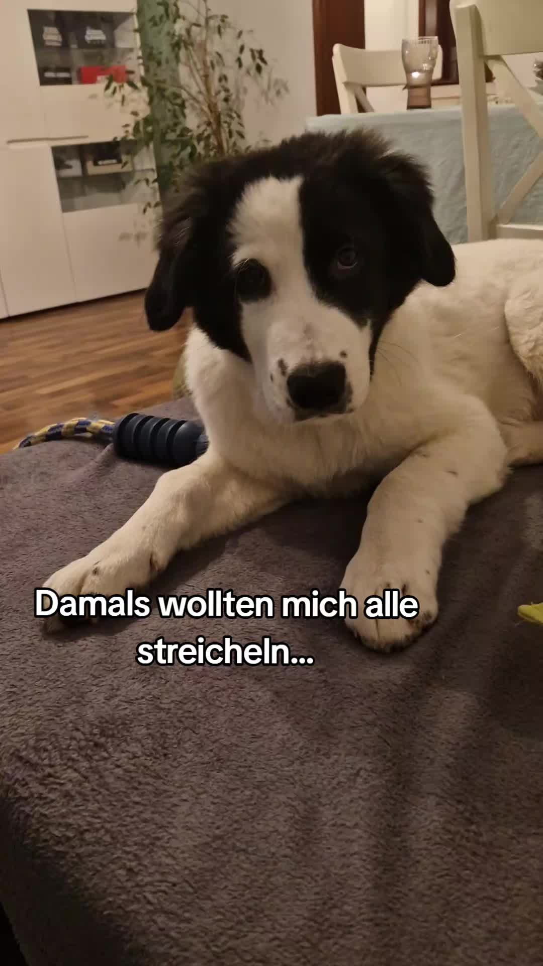 @Vino 🐶