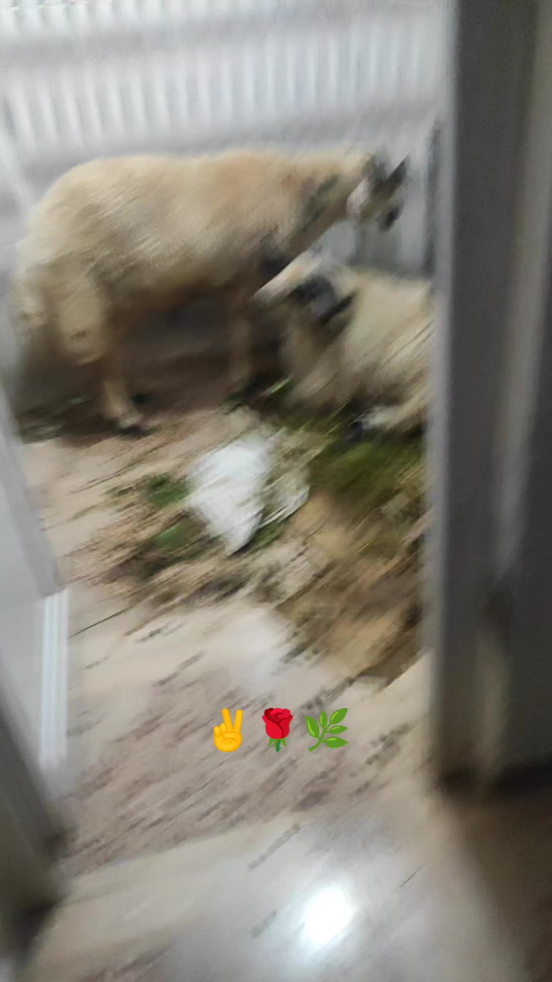 @✌☀𝙃𝘼𝙕𝘼𝙇🌟✌️🥀💔