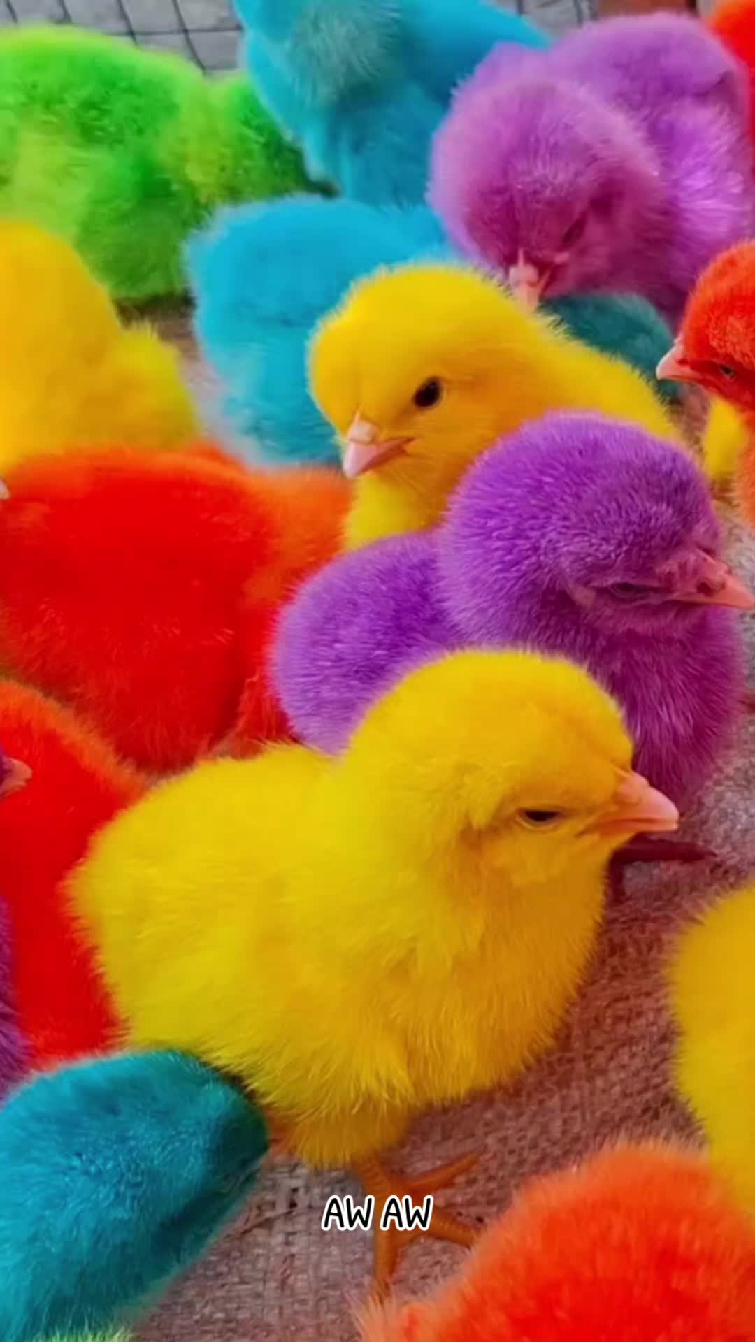 @AyamWarnaWarni