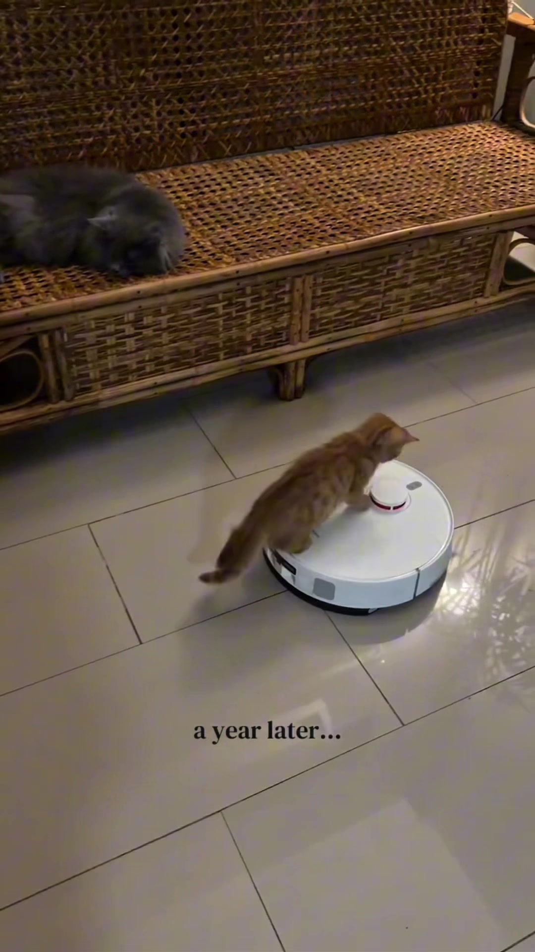 @dailycats03
