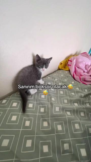 @ZEHRA