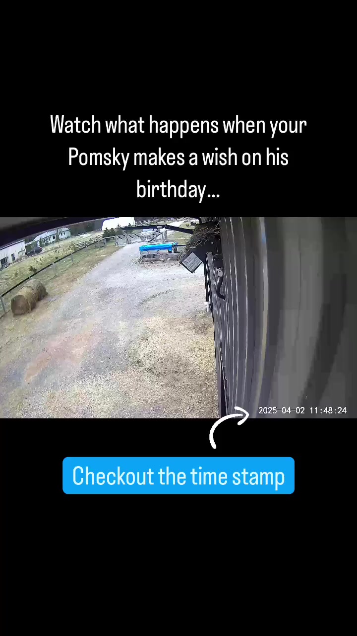 @Ontario Pomsky Puppies