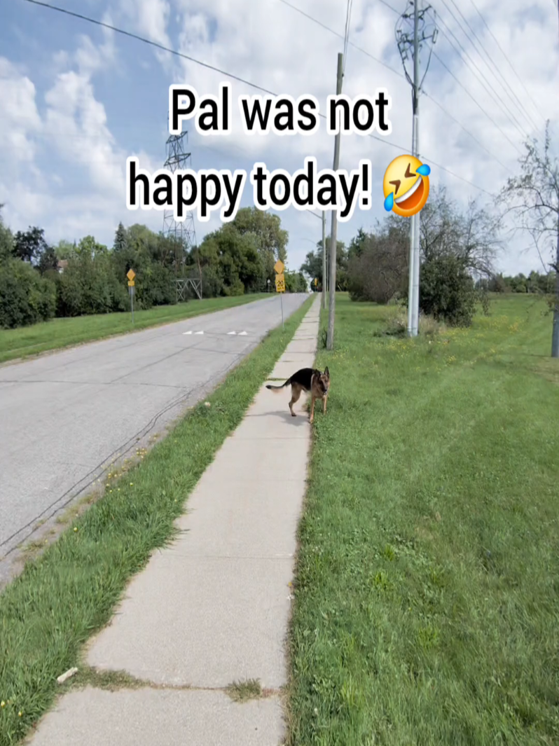 @BuddyandMikes Pal