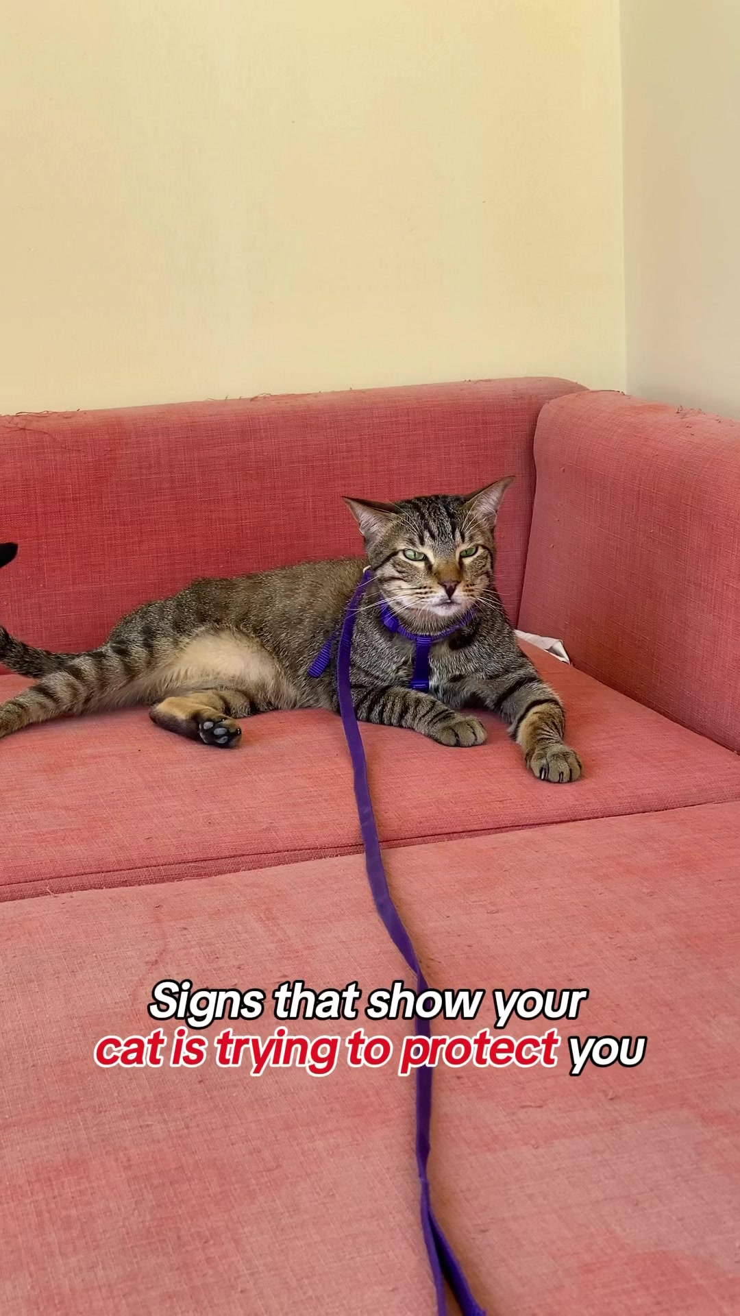 @Cat Tigrous