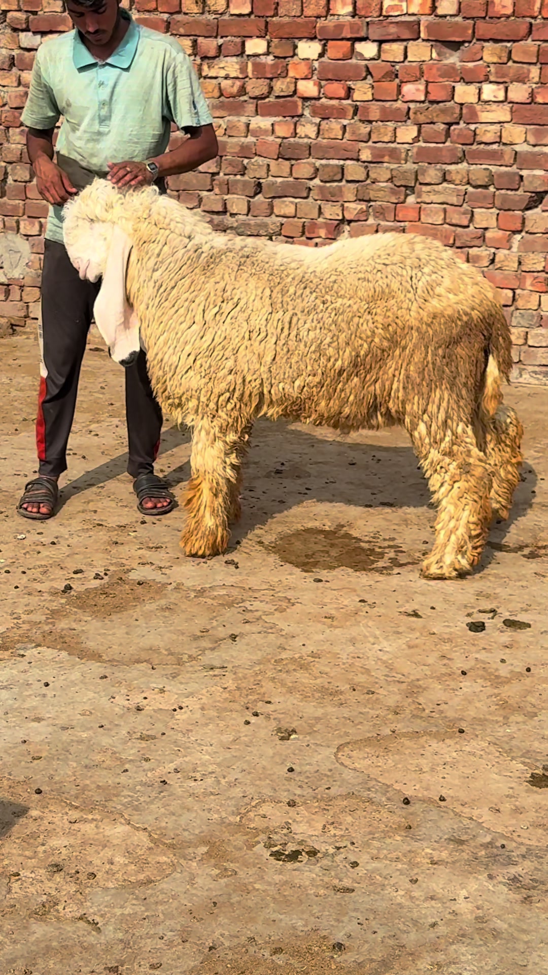 @Shiraz livestock