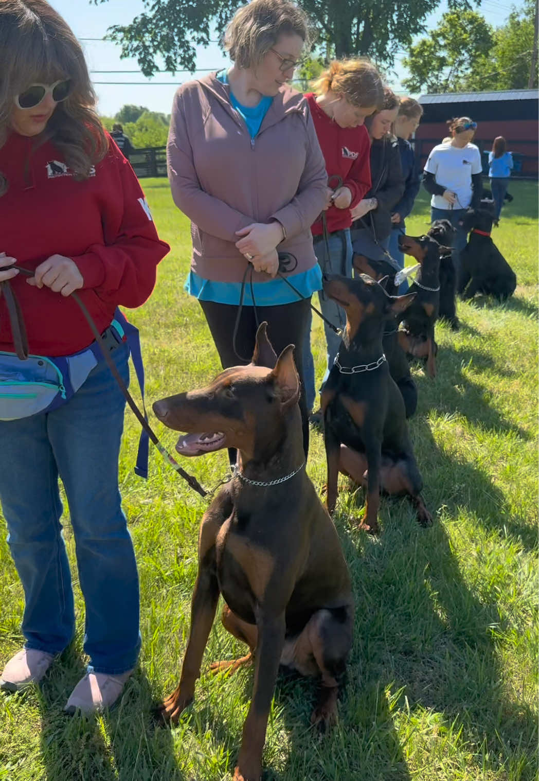 @Protection Dog Sales
