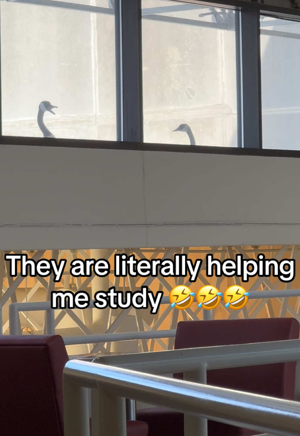 @Bri | Pre-Radiology Student