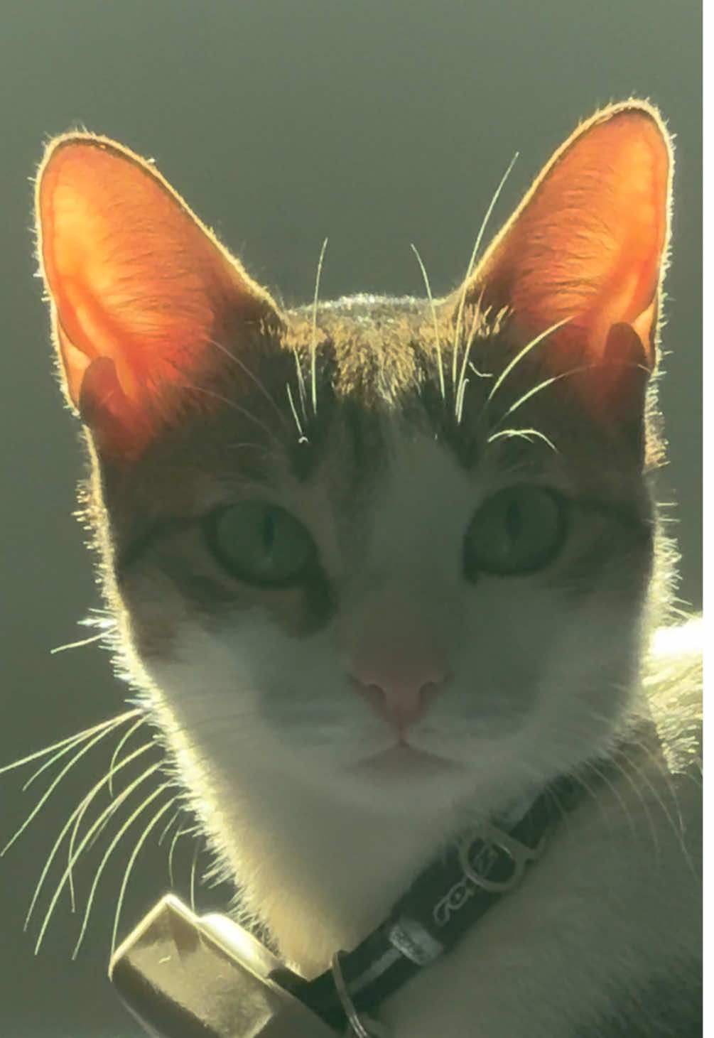 @Mahbooba The Cat