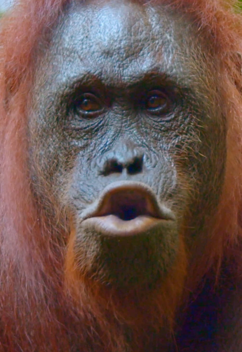 @Kai Meyer | Wildlife Filmmaker