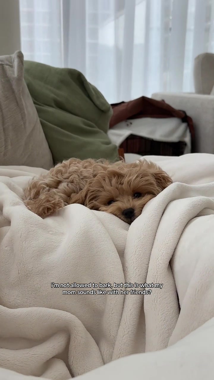 @Mochi the Maltipoo 🐻