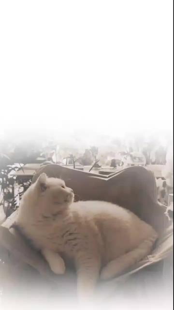 @ðŒðð®ðð¡ð¢ð«_ðð«ð¢ðð¬ð¥ðïž