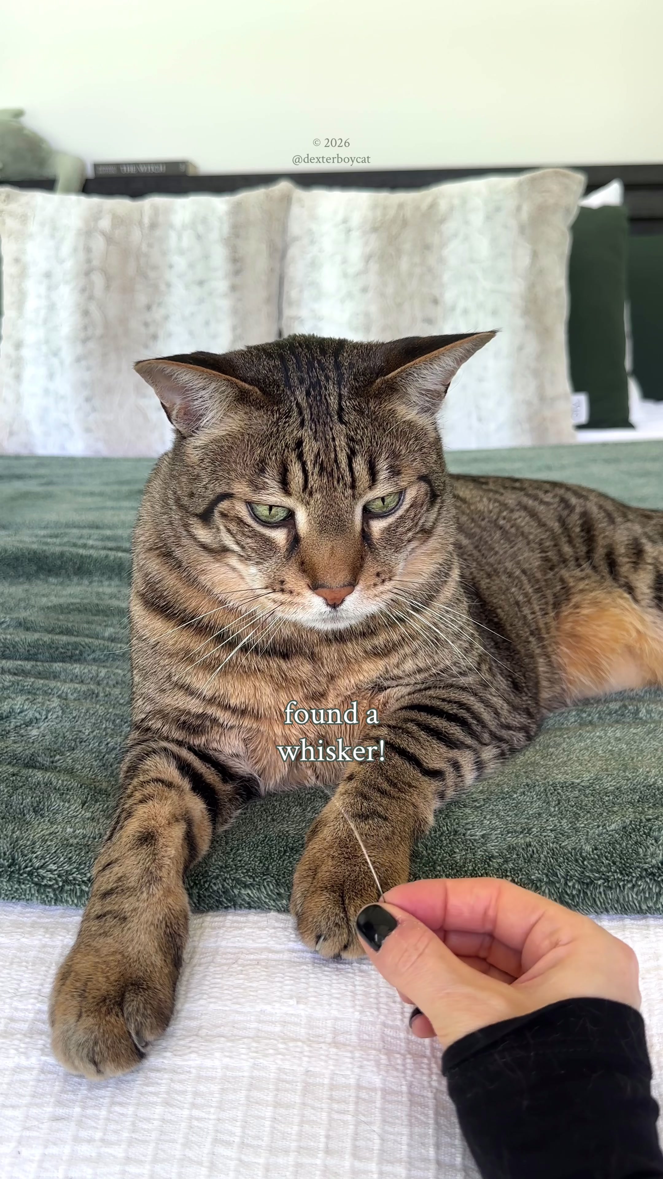 @dexterboycat 🐆♥️