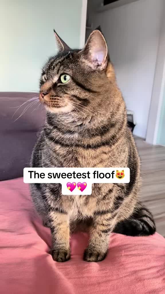@Joep_the_ rescuecat