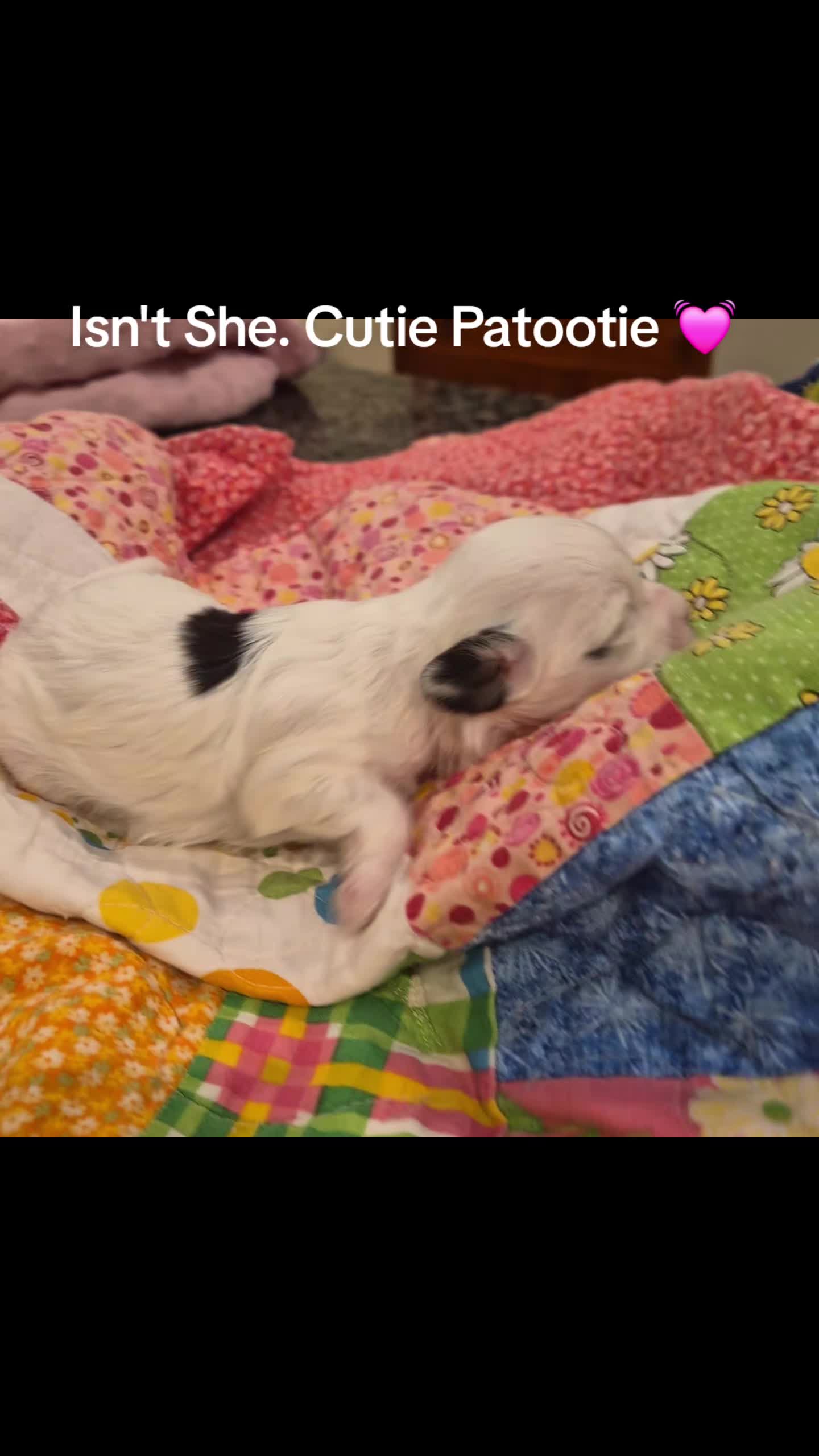 @Barb's Precious Pups