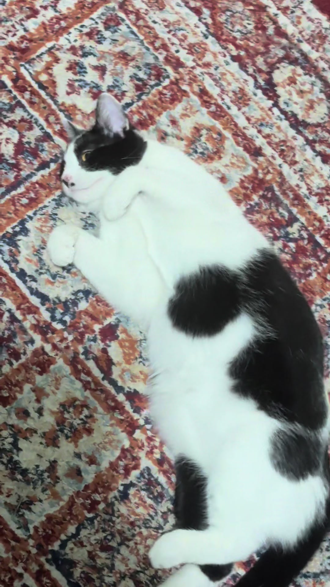 @Srećko & Rista 🐈⬛