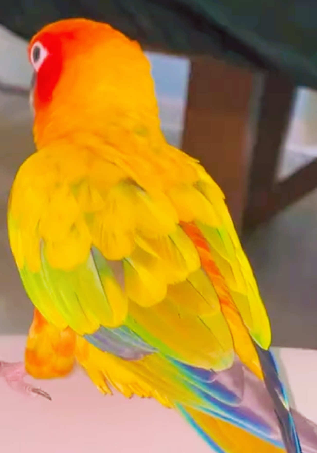 @Mango 🦜La cotorra solar