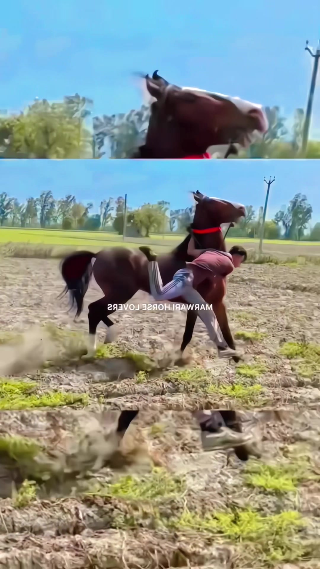@🏇 MARWARI HORSE RACING 🏇