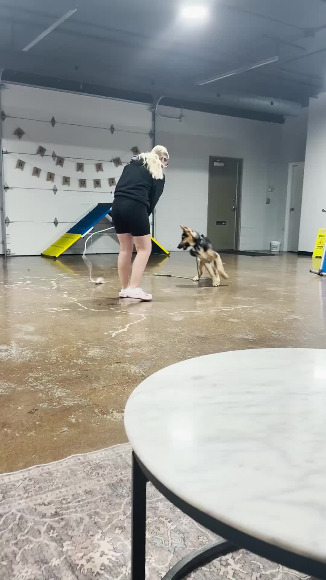 @Miracle K9 Training