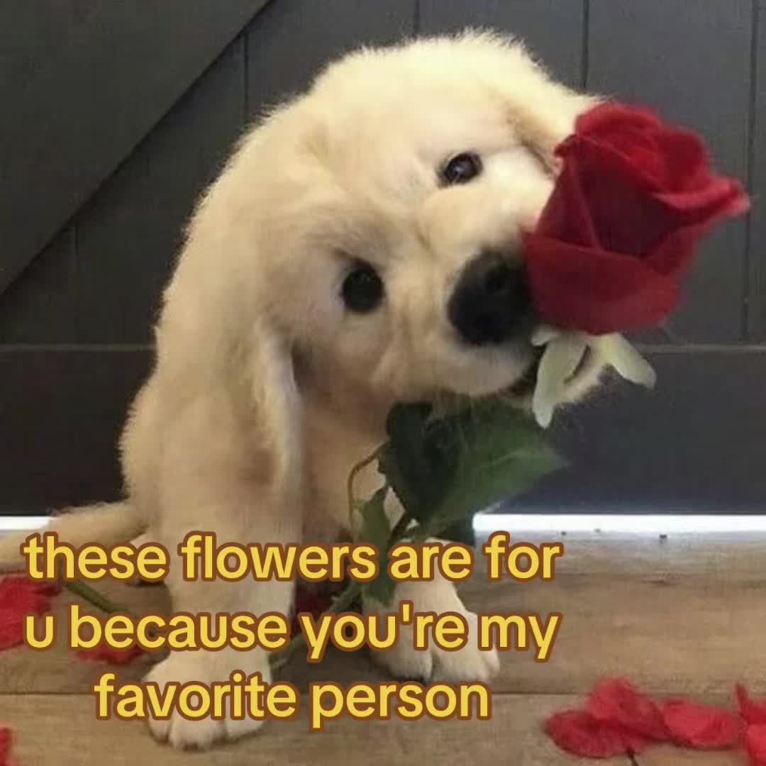 @The Bark Archive