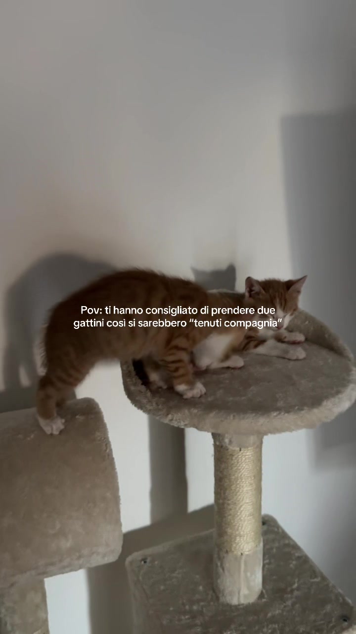 @𝒜𝓁𝑒𝓈𝓈𝒾𝒶