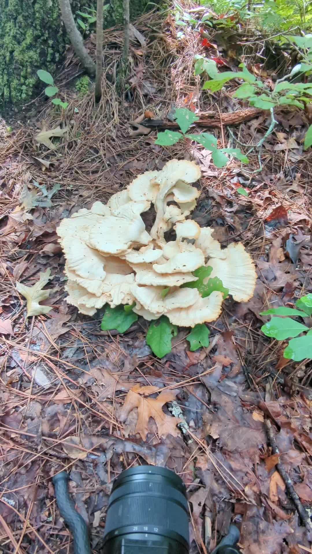 @Forage North America