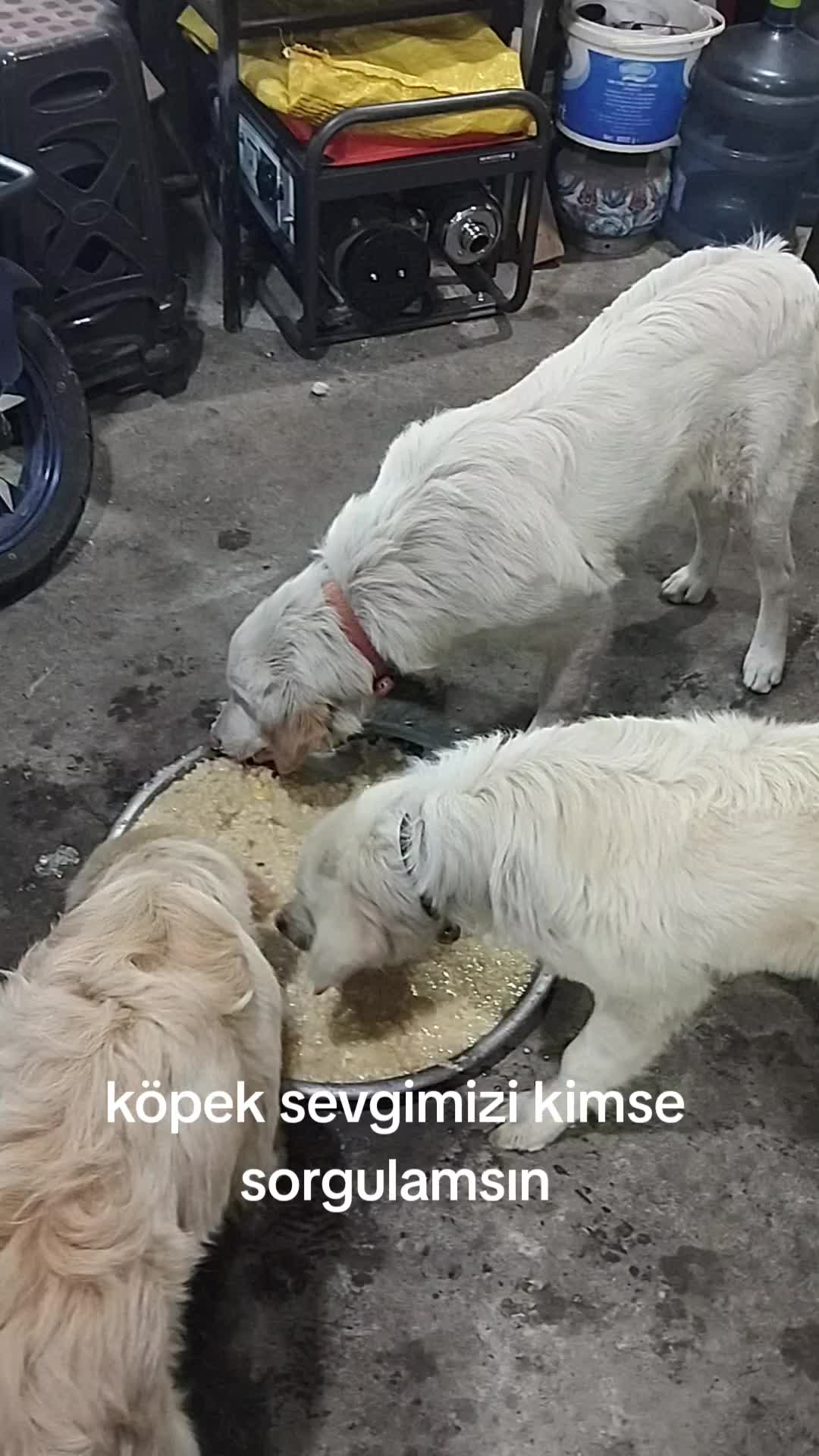 @H&uuml;seyin Doğan