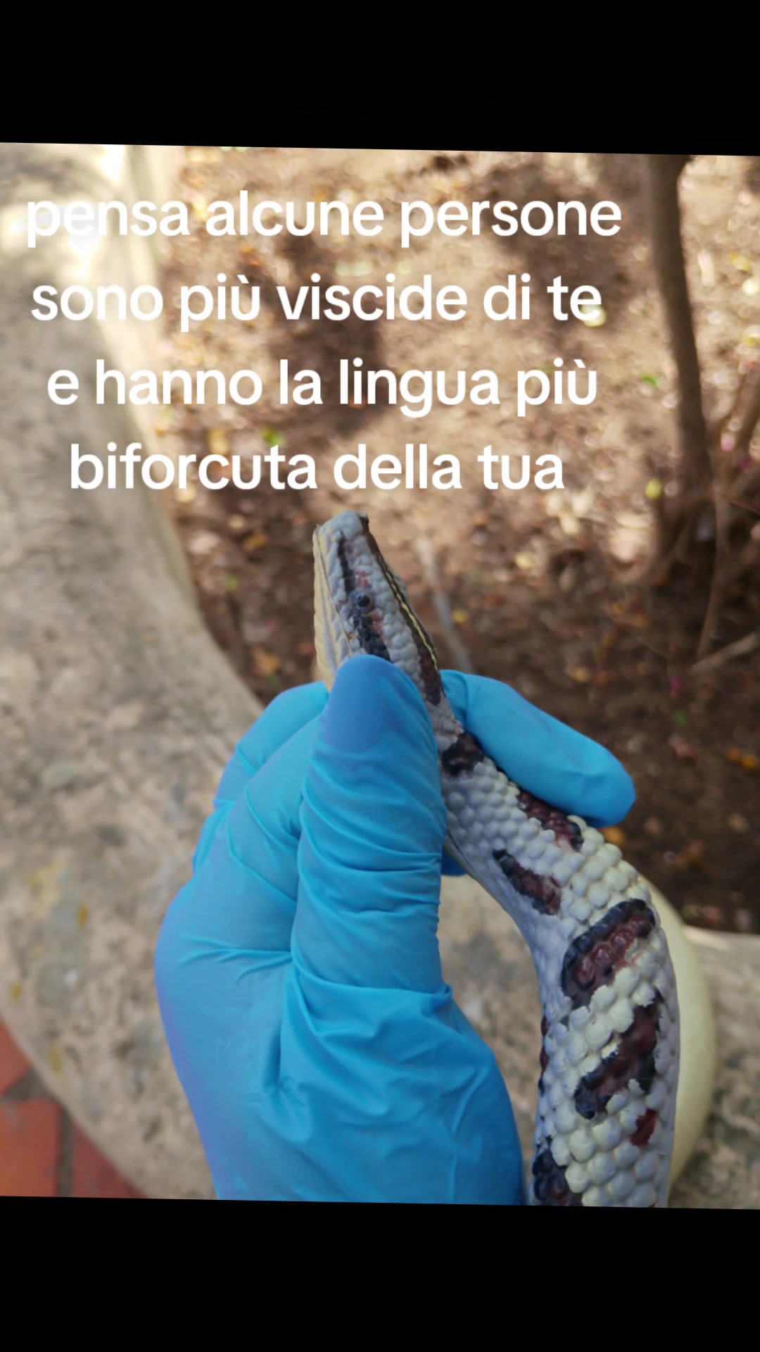 @userpatrizia pedditzi