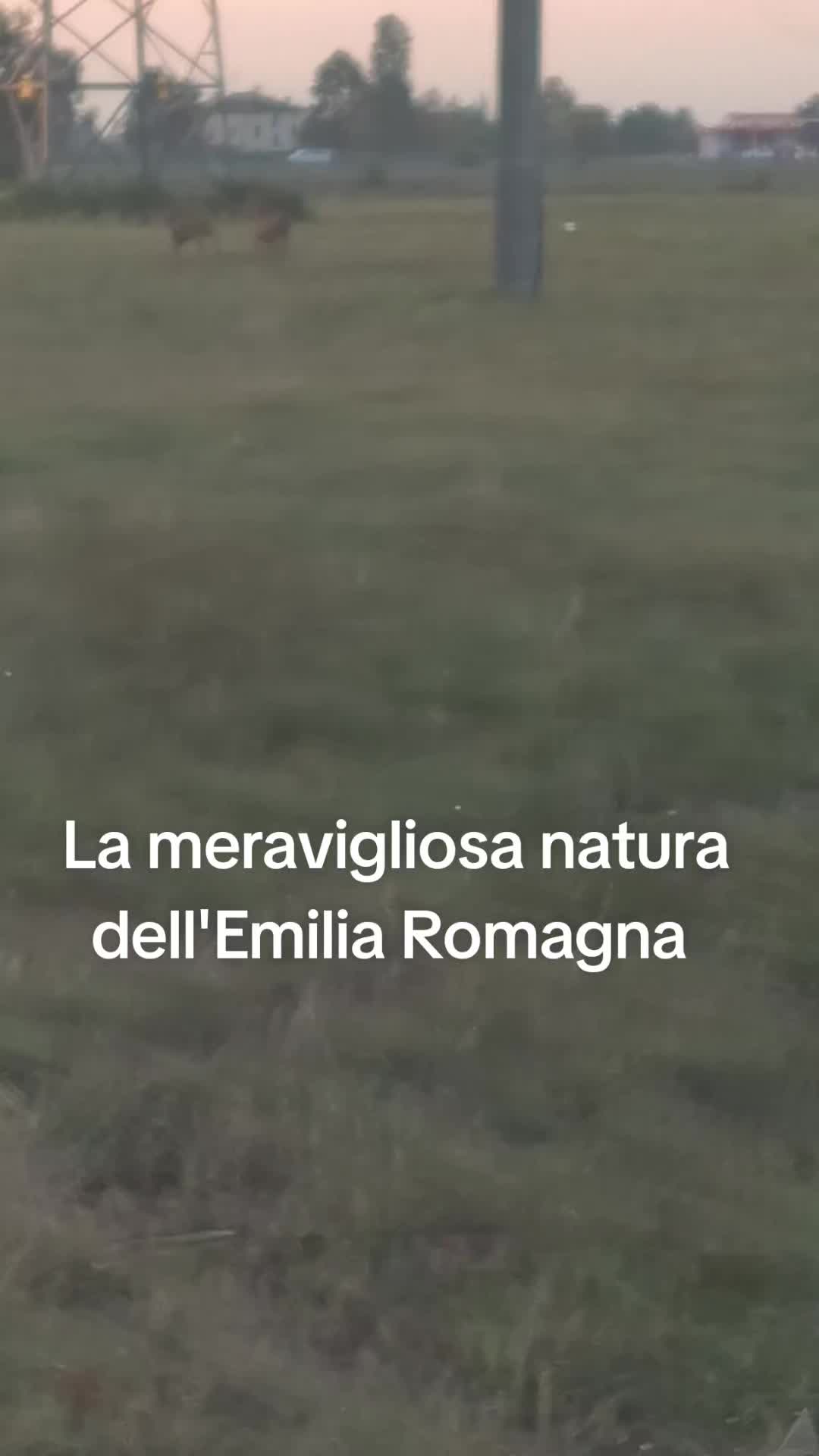 @antoniocasaroricc