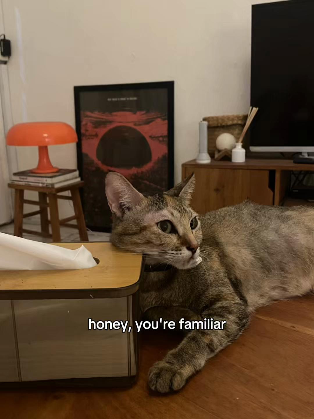 @ai 🐈⬛🍫