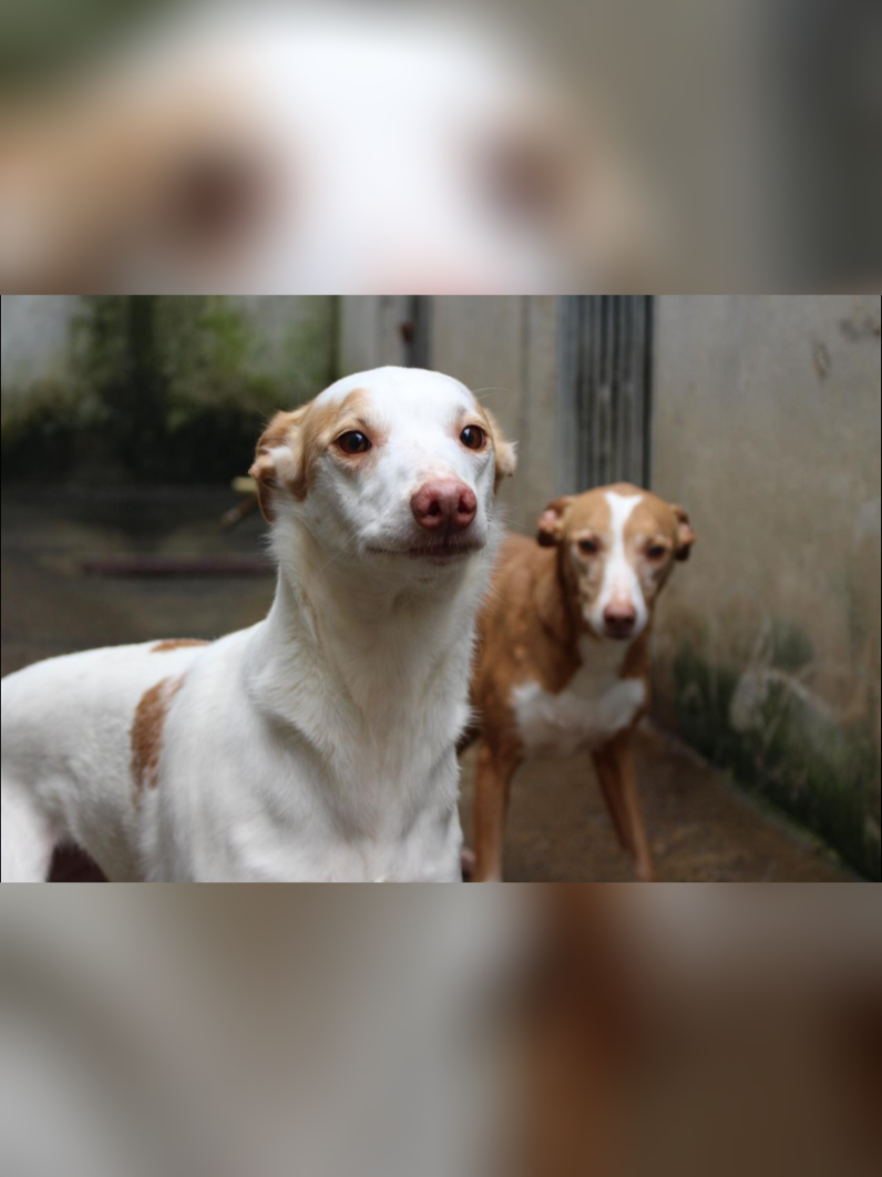 @Tierschutzhunde-Azoren