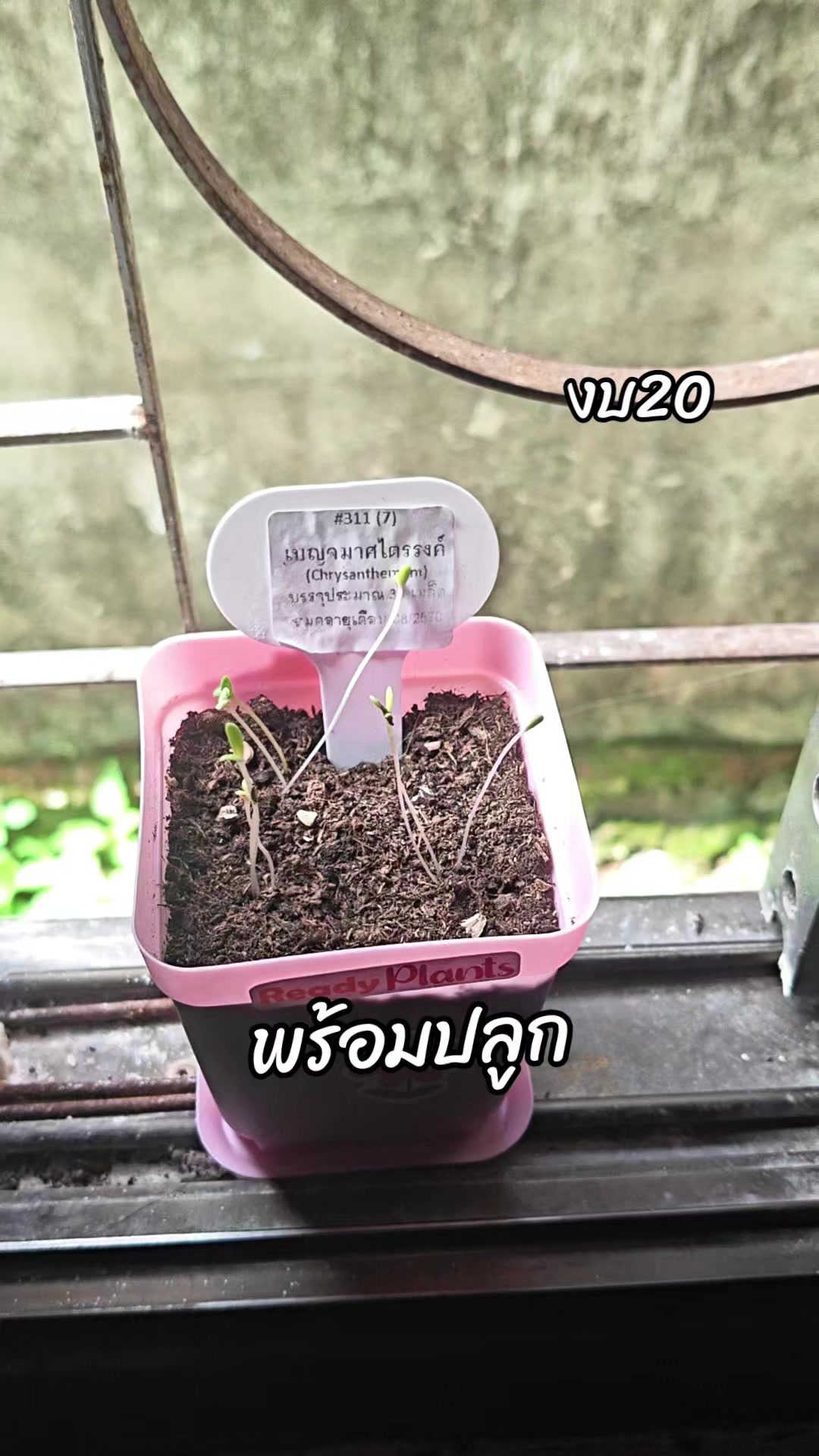 @🍉แตงโม🍉🛍️🛒