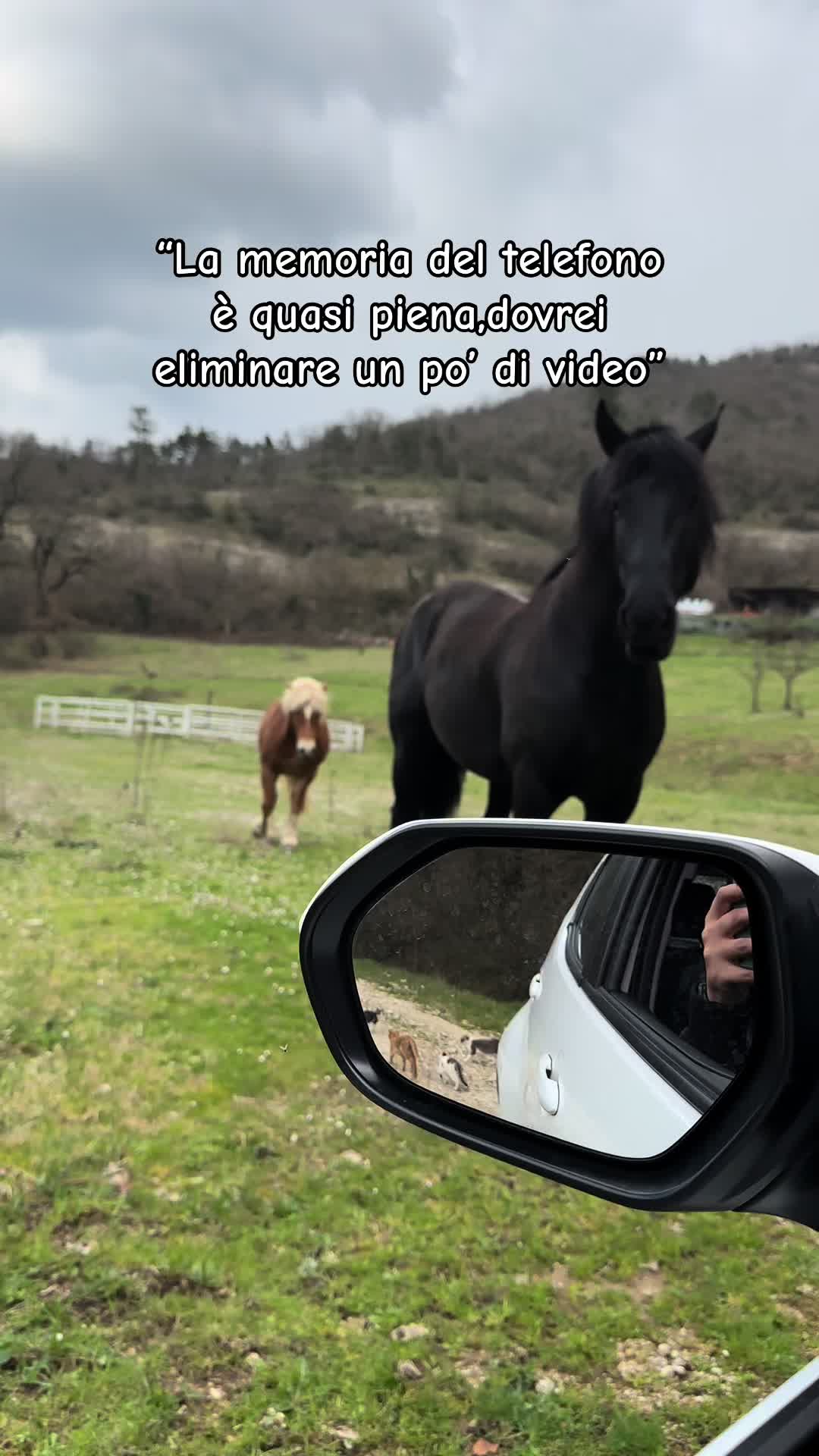 @black_the_friesian