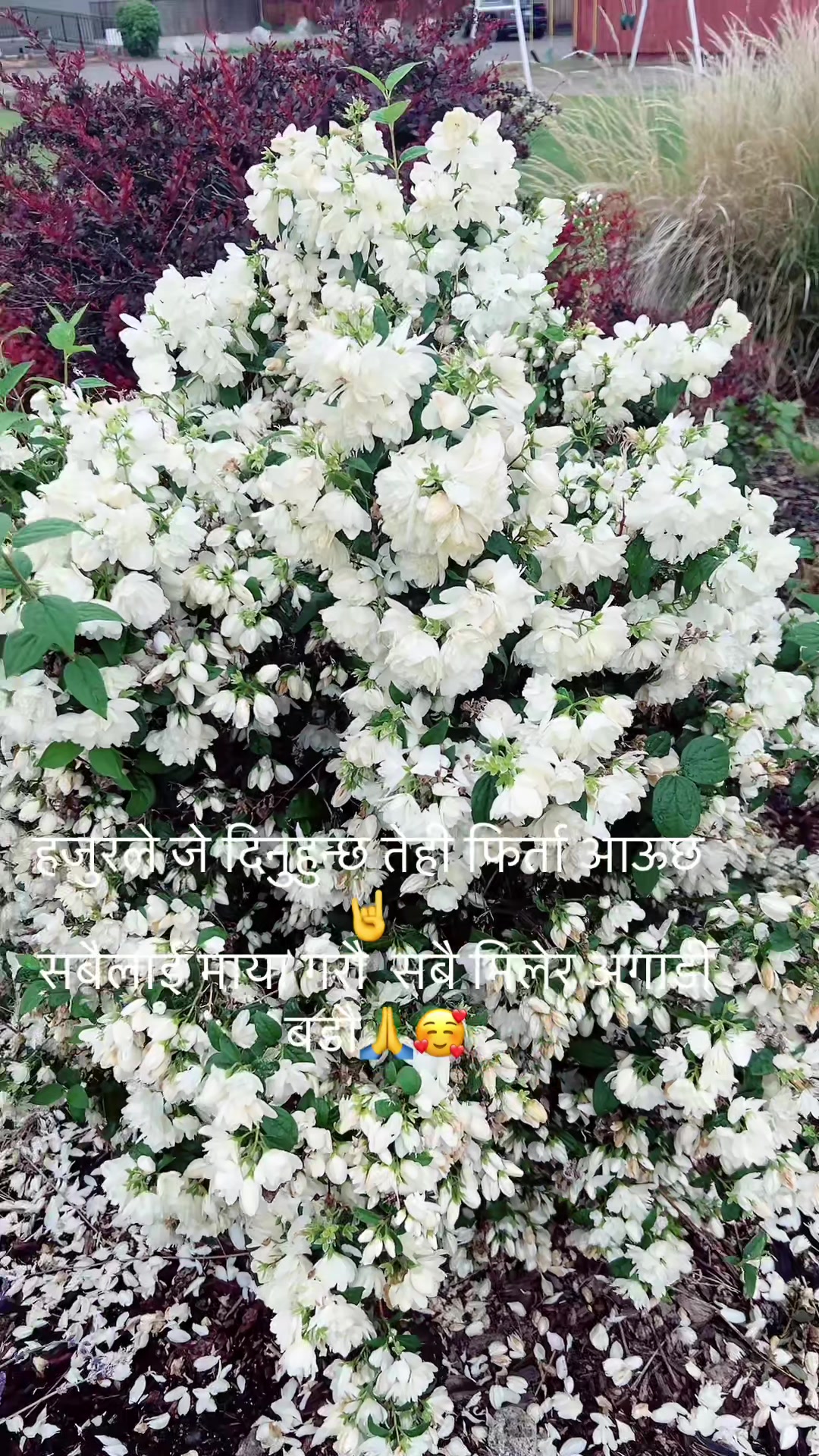 @🌺Saru 🌺🇨🇦🌺सरु🙏🙏🥰🥰
