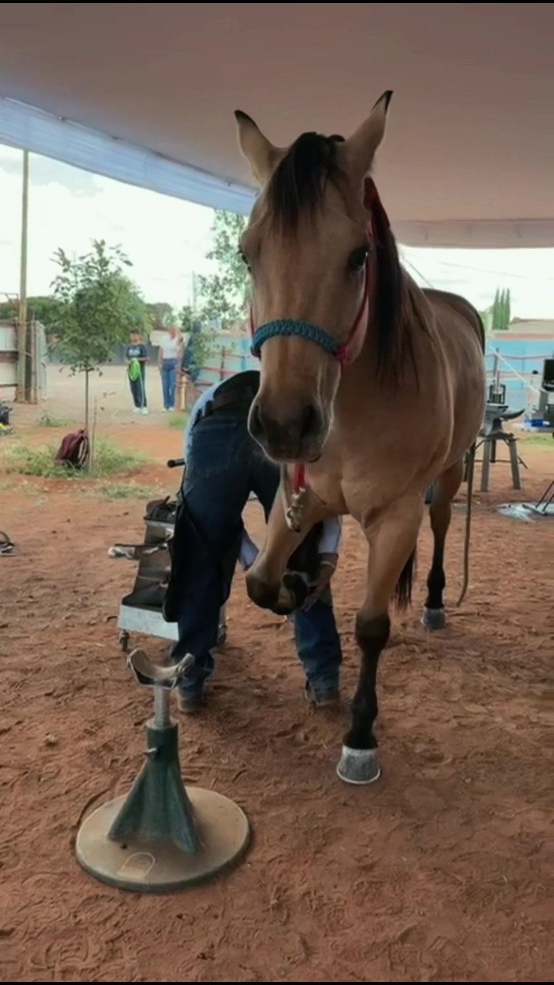 @Meneses Farrier