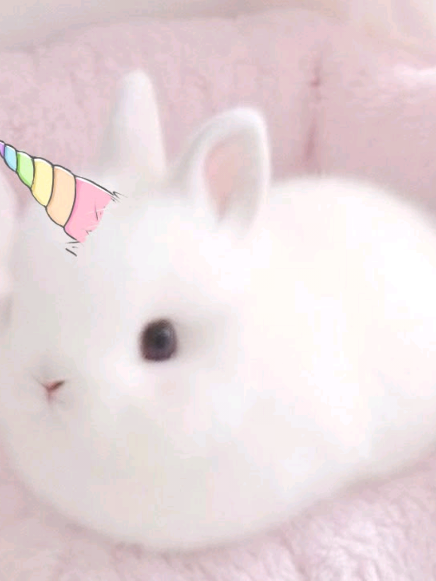 @♯‧˚꒰🍩୭ єℓι 𓍢ִ໋Ი𐑼͙֒🍀꒱