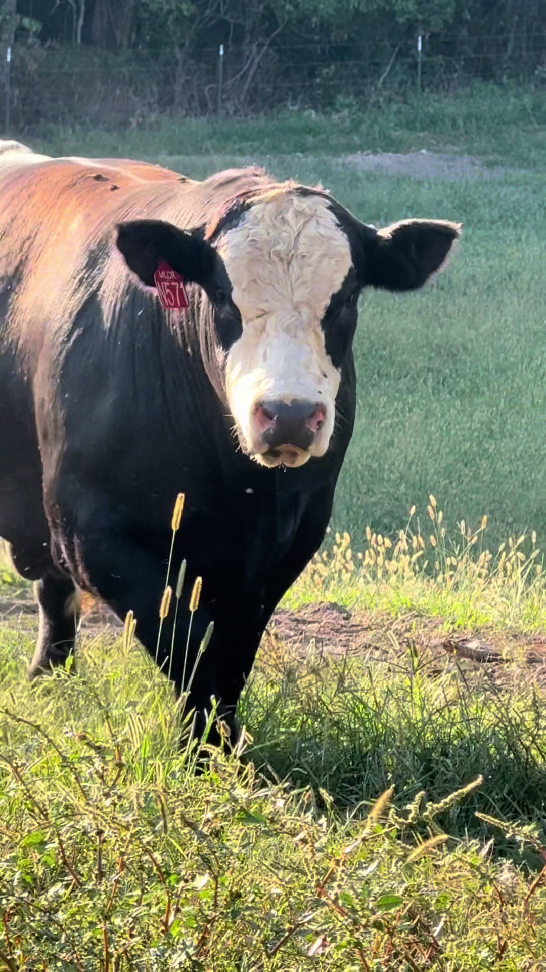 @Massey Land & Cattle