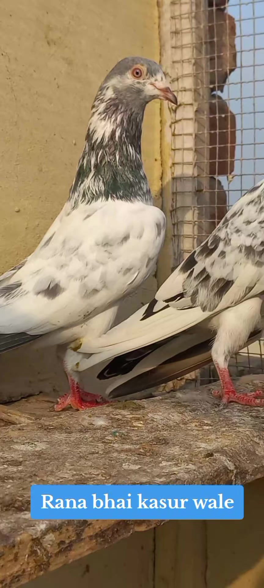@Ranakasuripigeon