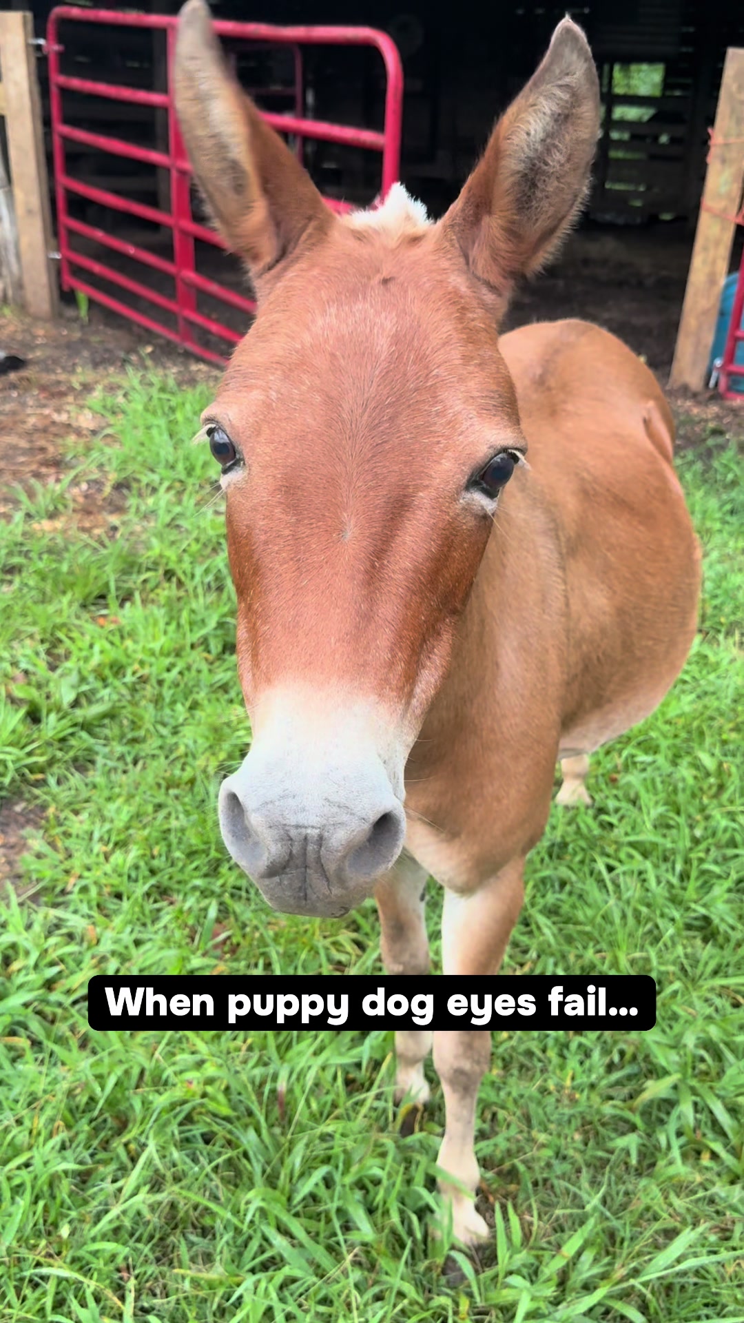 @Piney Bend Cattle